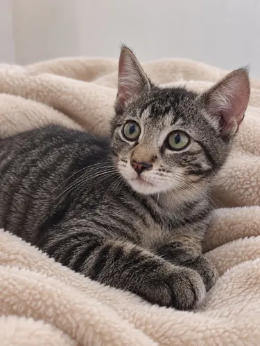 Gato Tigrado, 2 meses