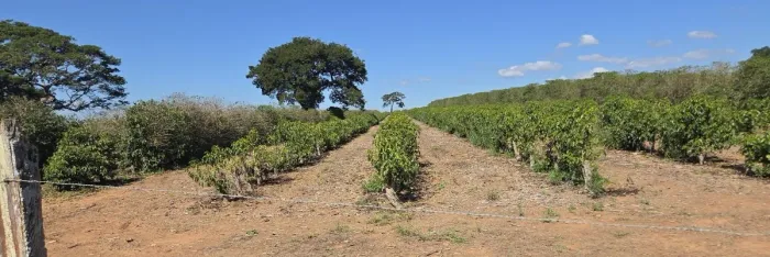Excelente Sítio com 24,2 Hectares, com Produção Café na Região de Machado - Alfenas/MG