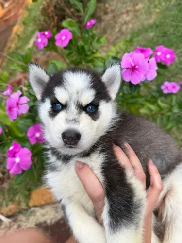 Husky siberiano forte, bonito e brincalhao 