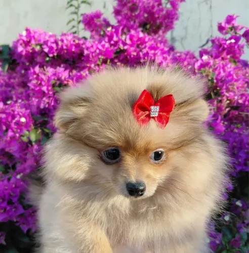 Filhote Spitz alemão fêmea