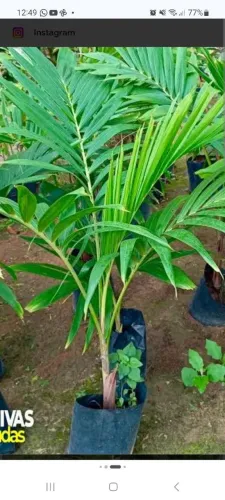Palmeira imperial muda valor variados