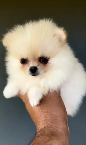 Lulu da pomerania femea