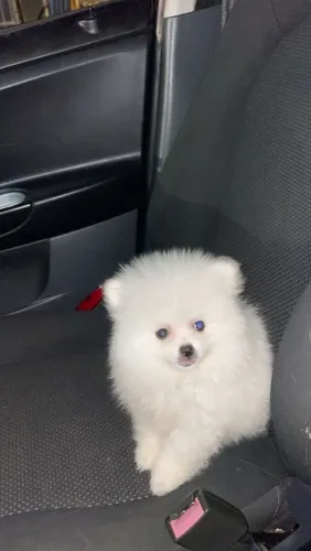 Lulu da pomerania macho