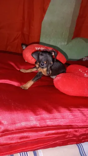 Vendo Pincher tamanho 1 recém nascido, fêmea 