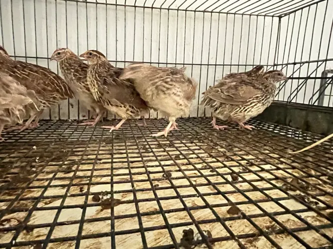 Codornas Japônicas Fêmeas