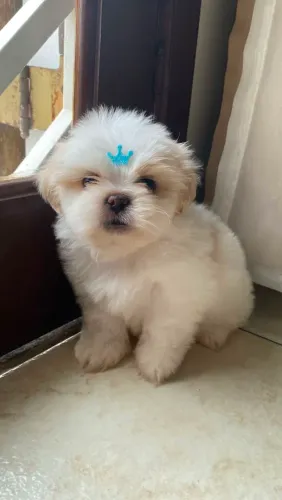 Shih tzu muito carinhoso ótimo para apartamento.