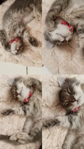 Doação De Gatinha Siamês 