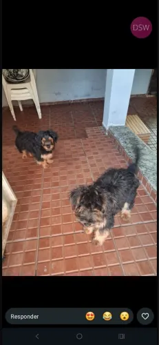 Doa-se cães 