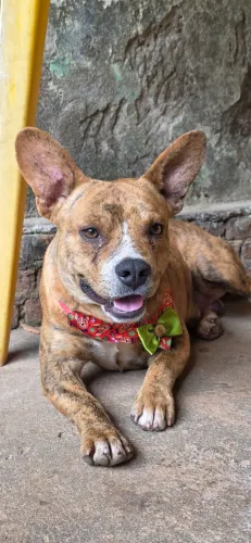 Cachorro pet adocao macho