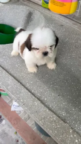SHIH TZU - CARUARU/PE