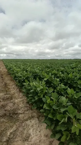 FAZENDA DE 1.410 HA EM CODÓ-MA | 650 HA JÁ ABERTA PARA SOJA| POTENCIAL DE EXPANSÃO