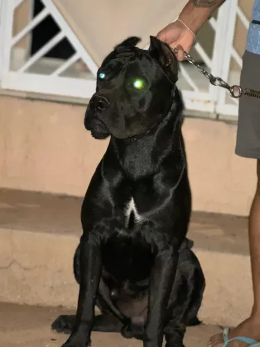 VENDE -SE FILHOTES CANE CORSO
