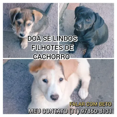 Doação, filhotes de cachorro
