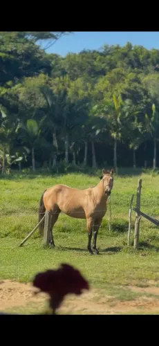 Cavalo quarto de milha