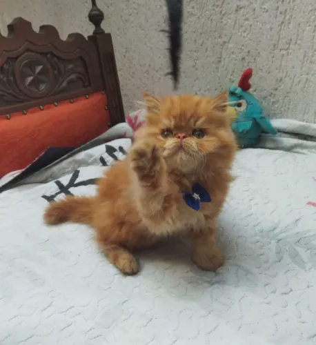 Gato persa top show