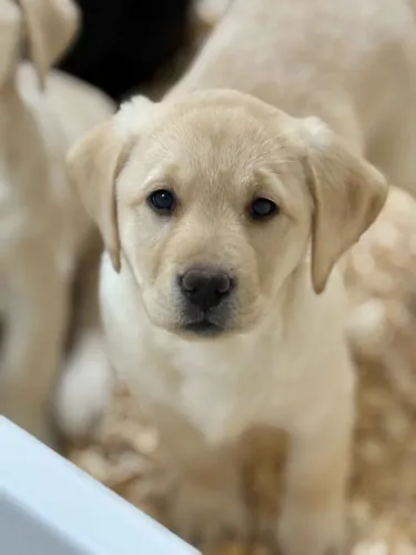 Filhotes de Labrador | Um companheiro que alegra.