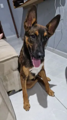 pastor alemão malinoá 6 meses