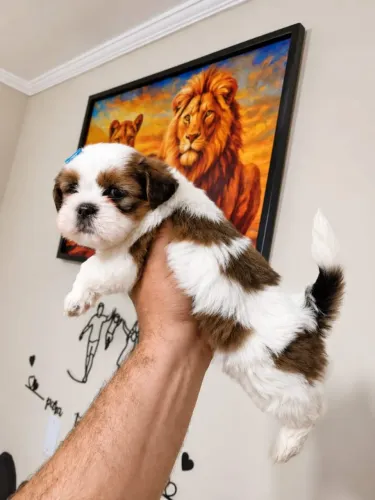 Lindos Filhotes de Shih Tzu - Prontos para um Novo Lar!