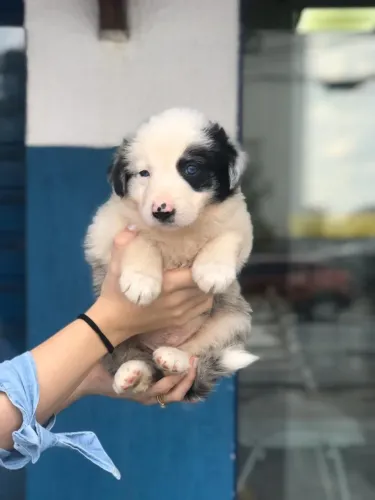 Seu Border Collie Perfeito: V10 Aplicada e Garantia Veterinária