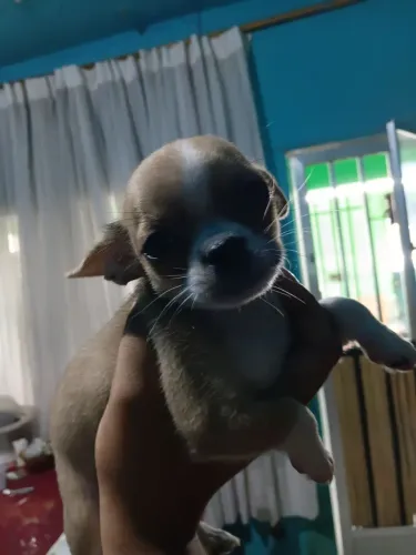 Chihuahua macho 