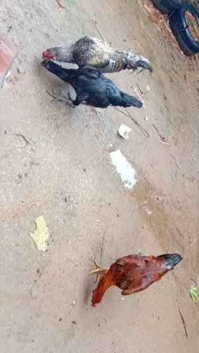 1 galo indiano, 1 frango índio gigante negro e 1 galinha índio gigante negro