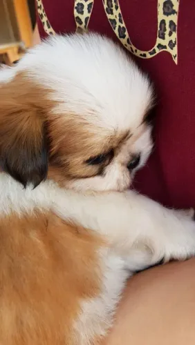 Shih Tzu adorável