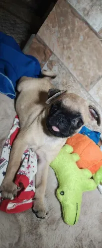 Pug Abricot macho