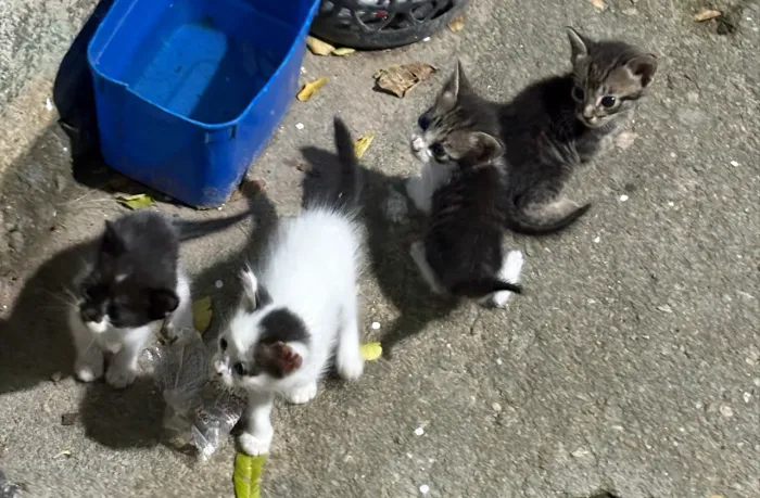 Gatinhos para adoção.