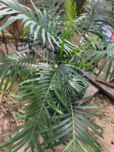 Vende se Palmeiras Sica e Sica da Amazônia