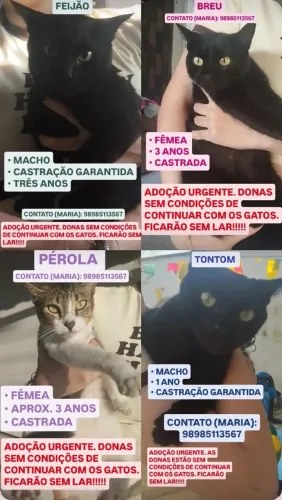 GATOS PARA ADOÇAO URGENTE!!!!!!!!!!!!