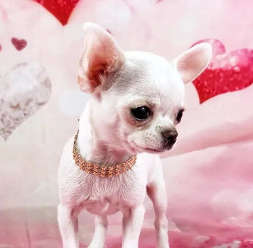 Chihuahua Fêmea:Muito charme,olhar esperto e carinho de sobra para seu dia.