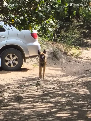 Pastor Belga Malinois 