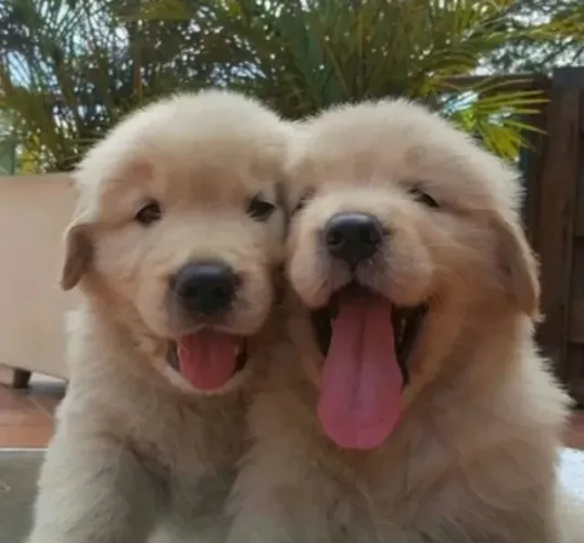Filhote de Golden Retriever Que Vai Trazer Alegria e Amor Para Seu Lar
