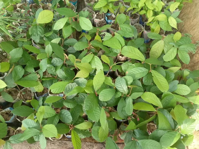 Vendo Muda de cacau e cupuaçu