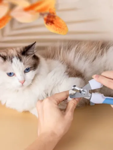 Kit Cortador e Aparador de Unhas para Cães e Gatos + Lixa Pets