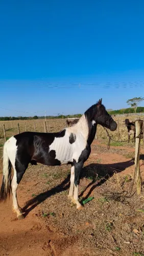 Cavalo Pampa de preto 