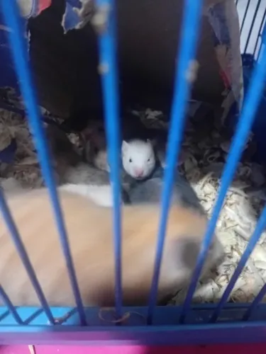 Filhote de hamster