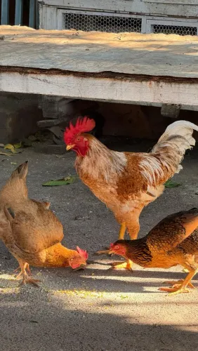 Um galo e duas galinhas