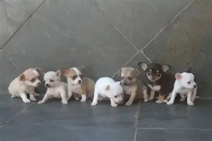 lindos e pequenos