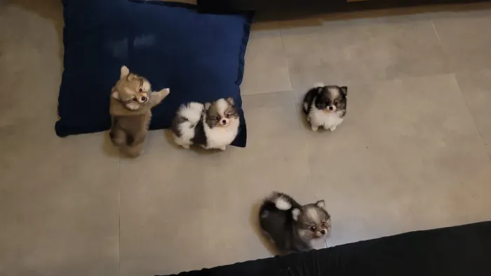 PVA - Lulu da Pomerânia - Spitz Alemão com garantia e pedigree