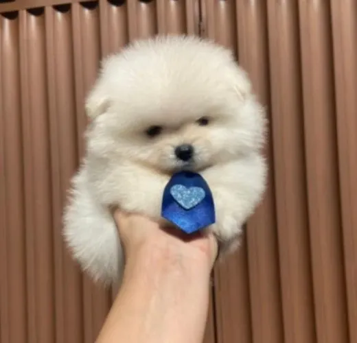Lulu da Pomerânia/ Spitz alemão anão