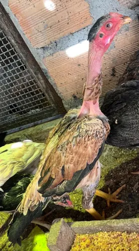 Galinha Índia polaca...