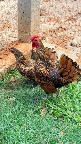 Ovos de Sebright dourado, prata e camurça