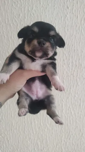 Filhotes de Chihuahua 