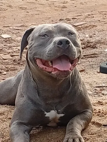Pitmonster com pedigree
