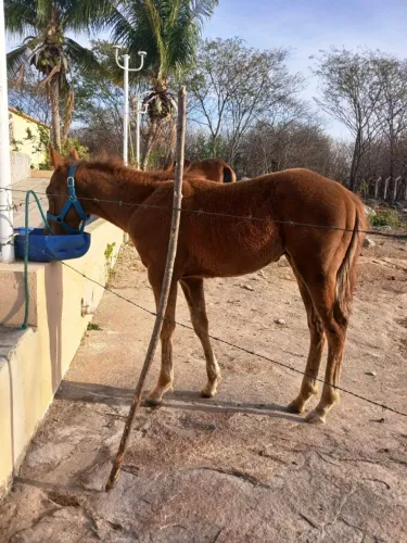 Potro Quarto de Milha 05 MESES