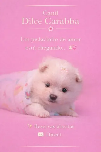 Linda Fêmea de Lulu da Pomerânia anão 