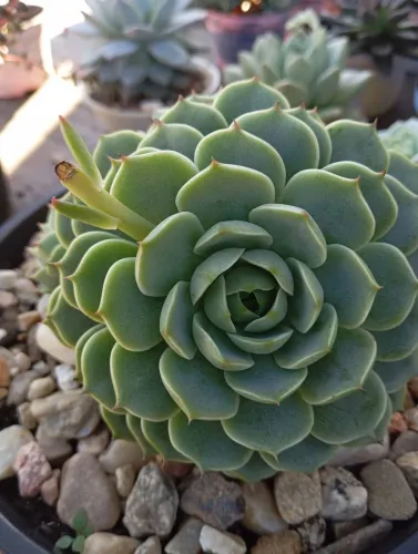 Suculentas
