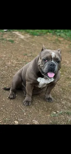 1 ano