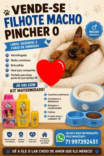 Pincher zero macho